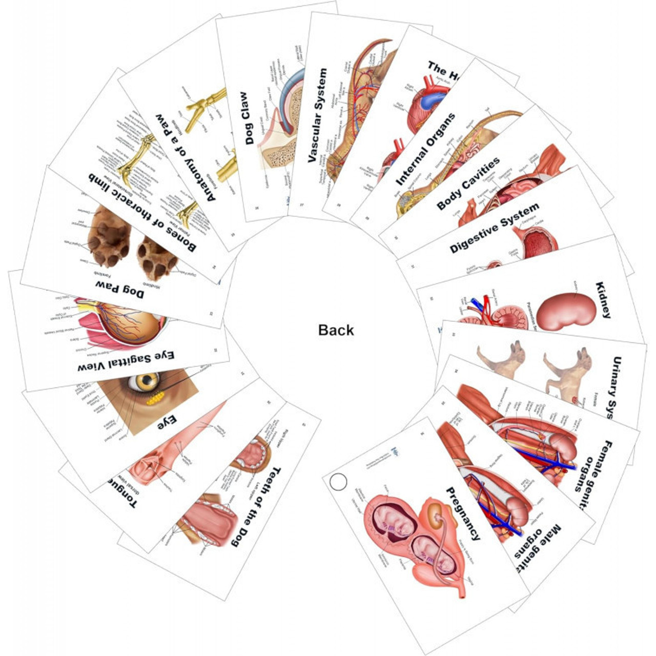Cat Anatomy Pocket Charts