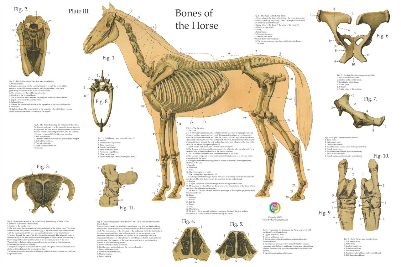 Horse Skeleton Poster