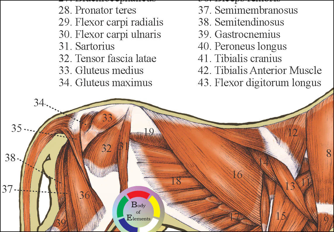 Cat Internal Chart