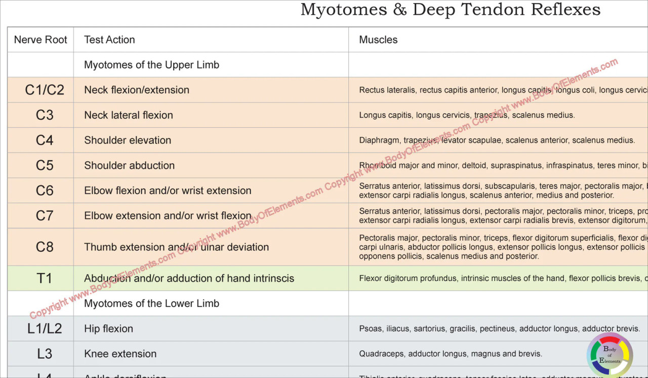 Myotome and Dermatome Chart
