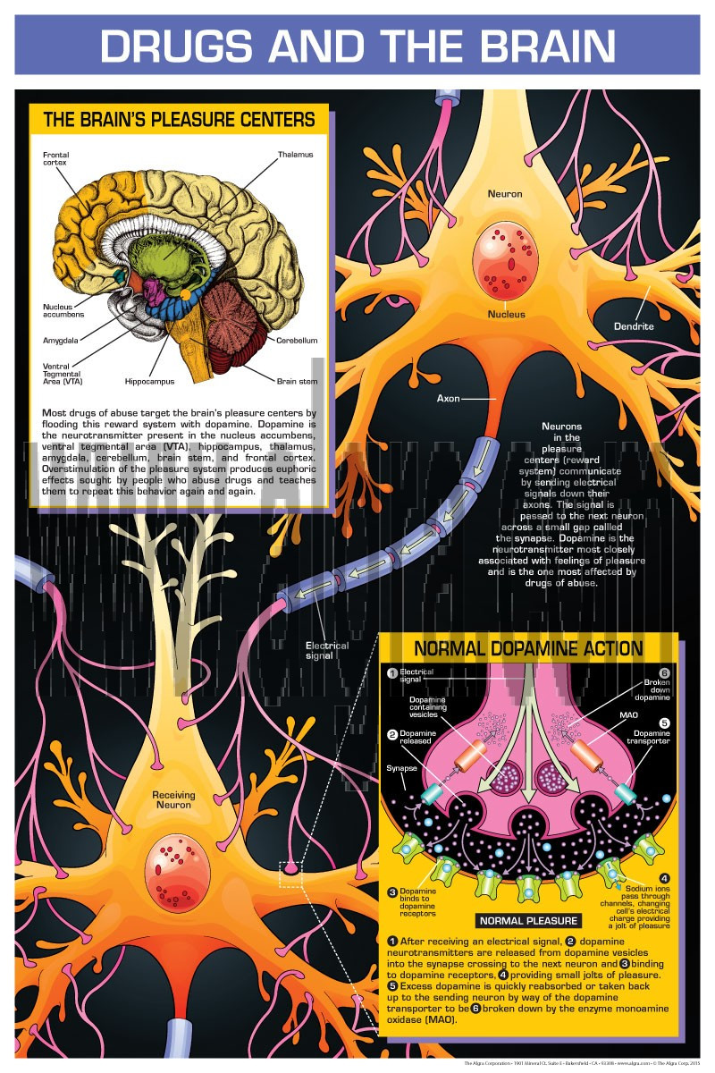 Brain and Drug Poster