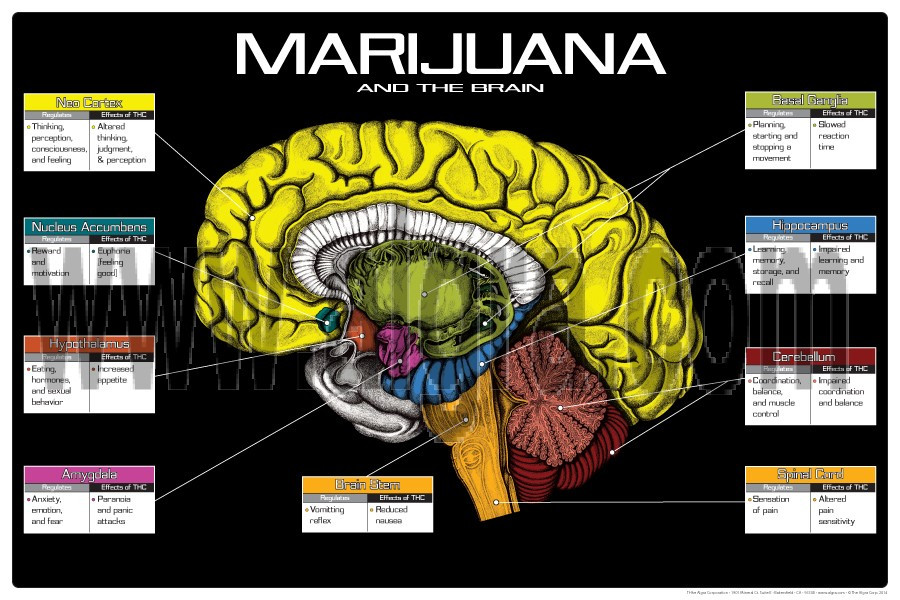 Marijuana and Brain Poster