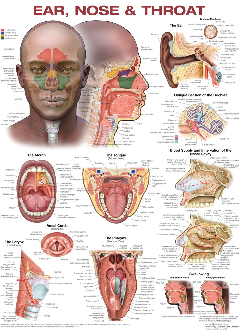Ear Nose and Throat Poster