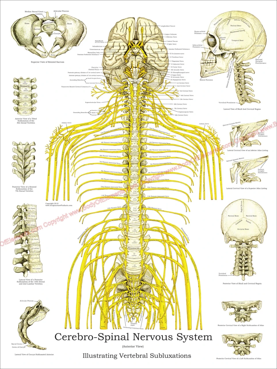 Spinal Nerve and Subluxation Poster