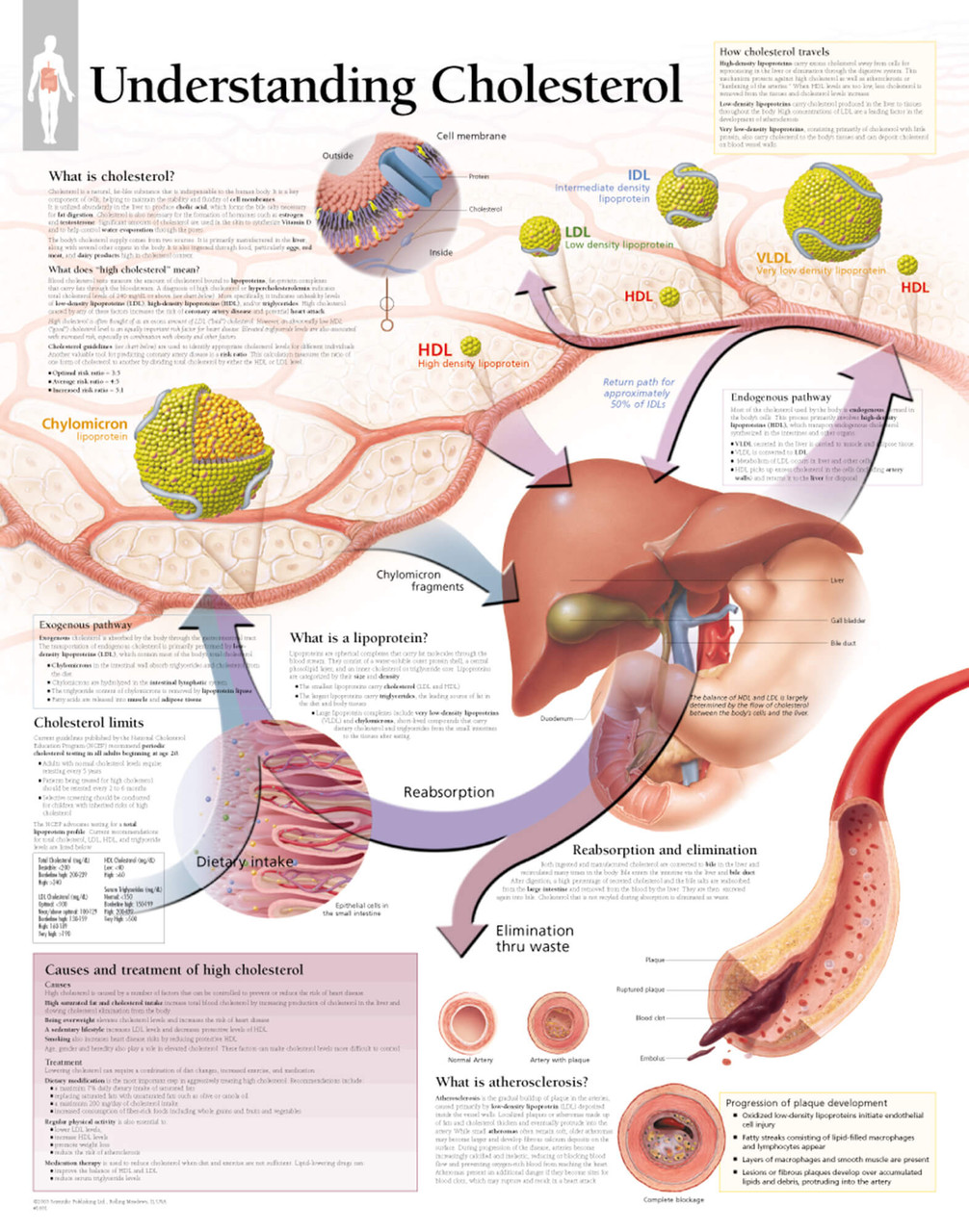 Understanding Cholesterol Anatomy Poster