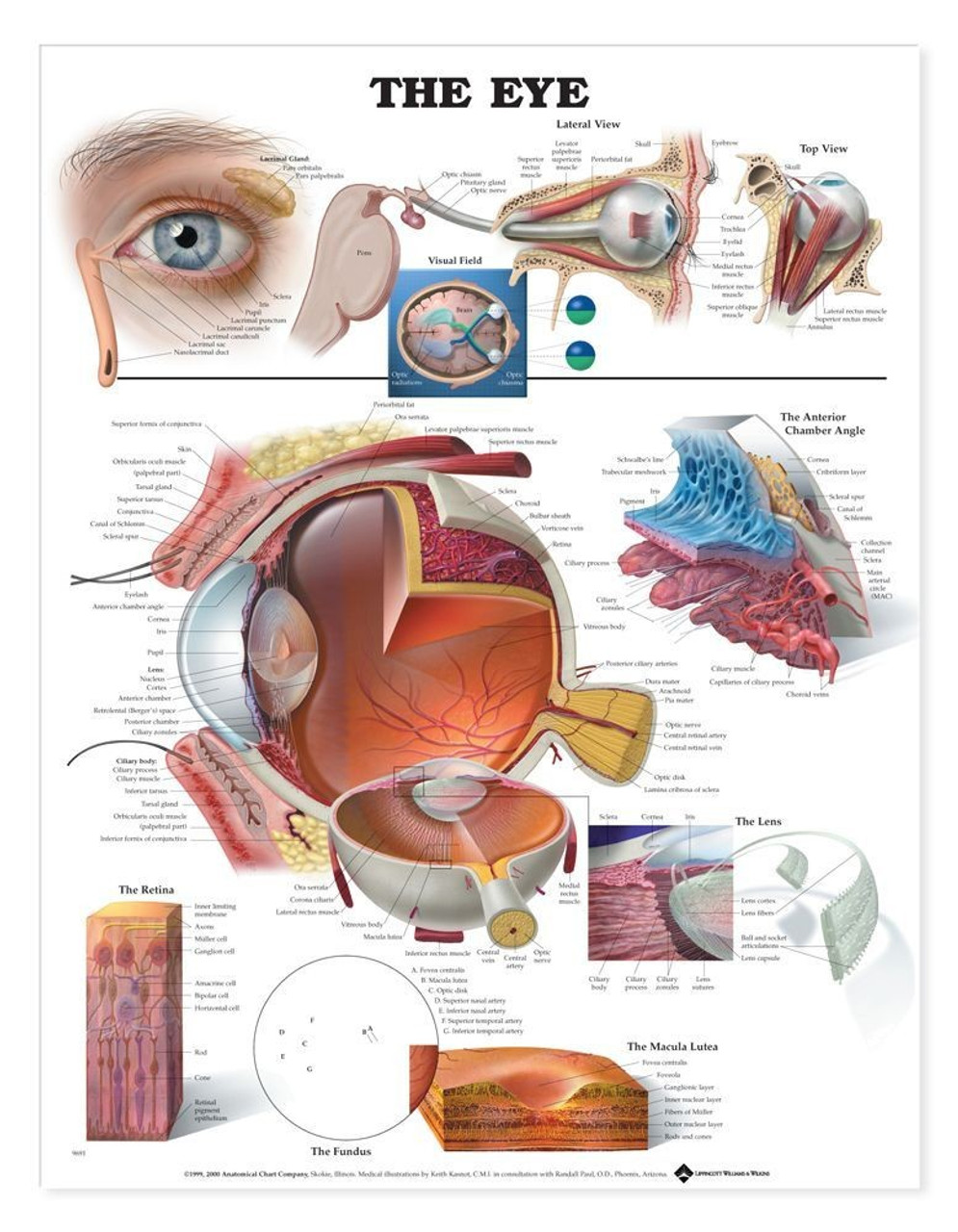 Throat Anatomy Chart