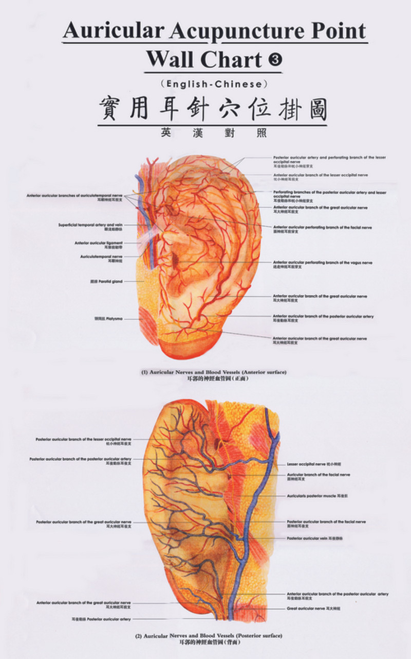 Auricular Acupressure Point Chart