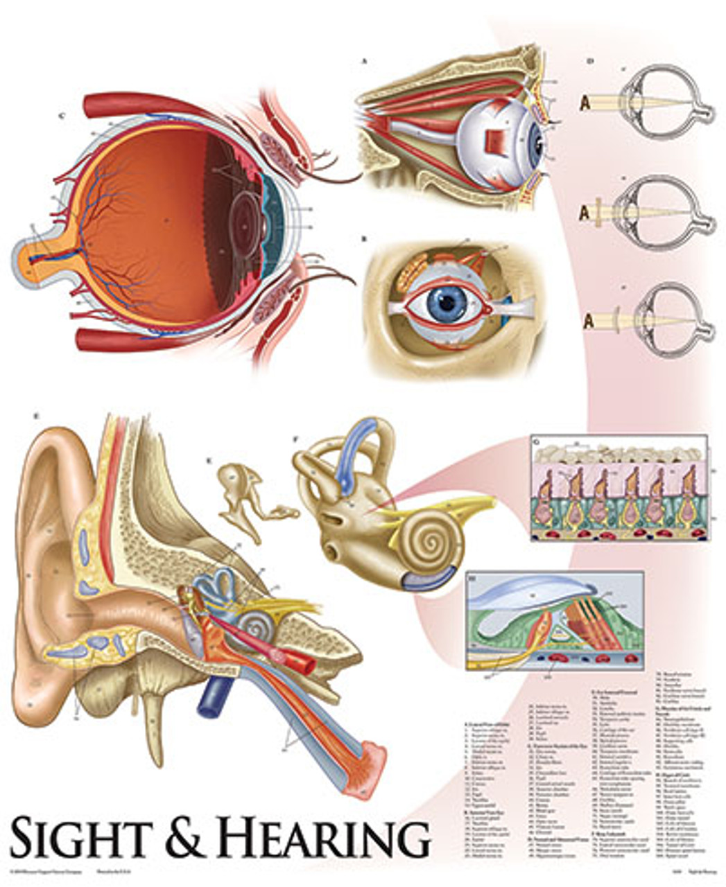 Sight and Hearing Poster