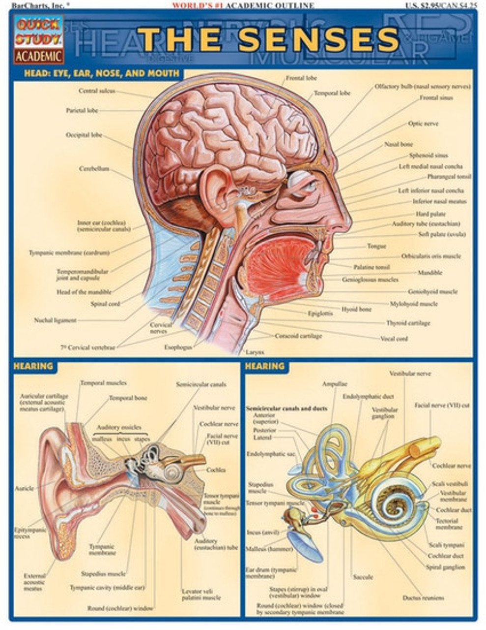 Eye Anatomical Chart