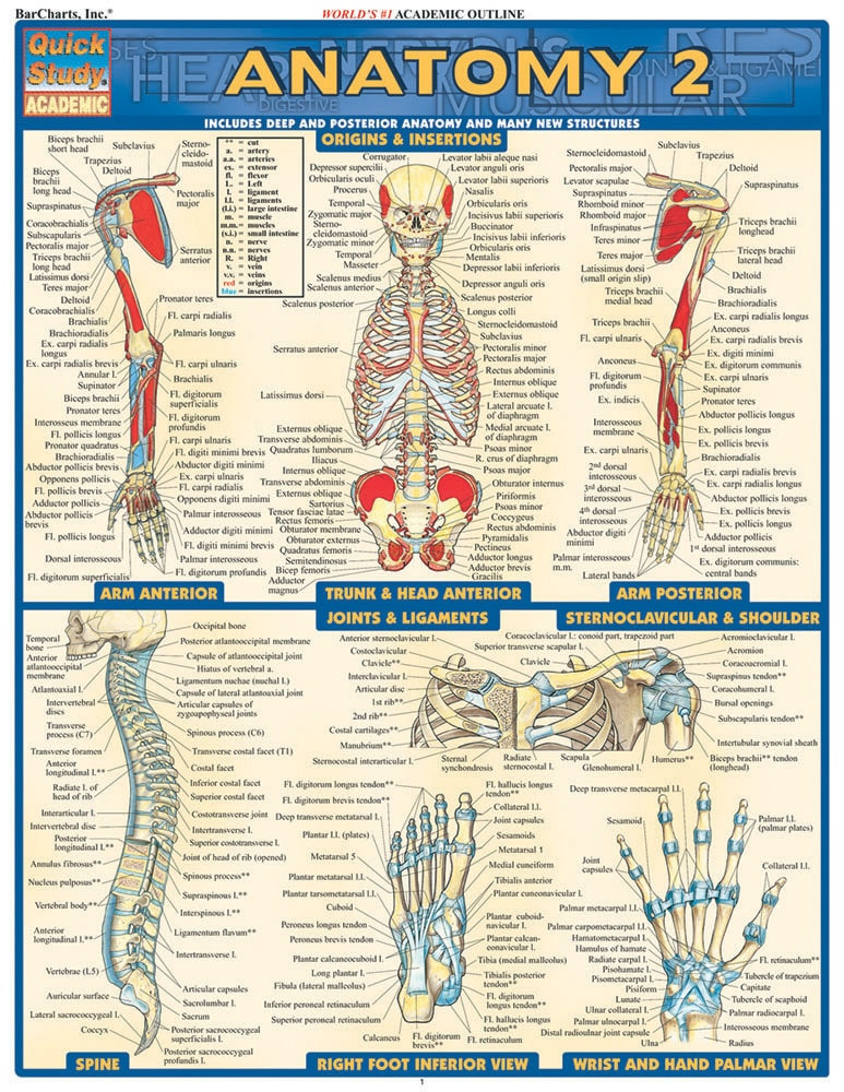 Anatomy 2 (Deep & Posterior) Chart - Clinical Charts and Supplies