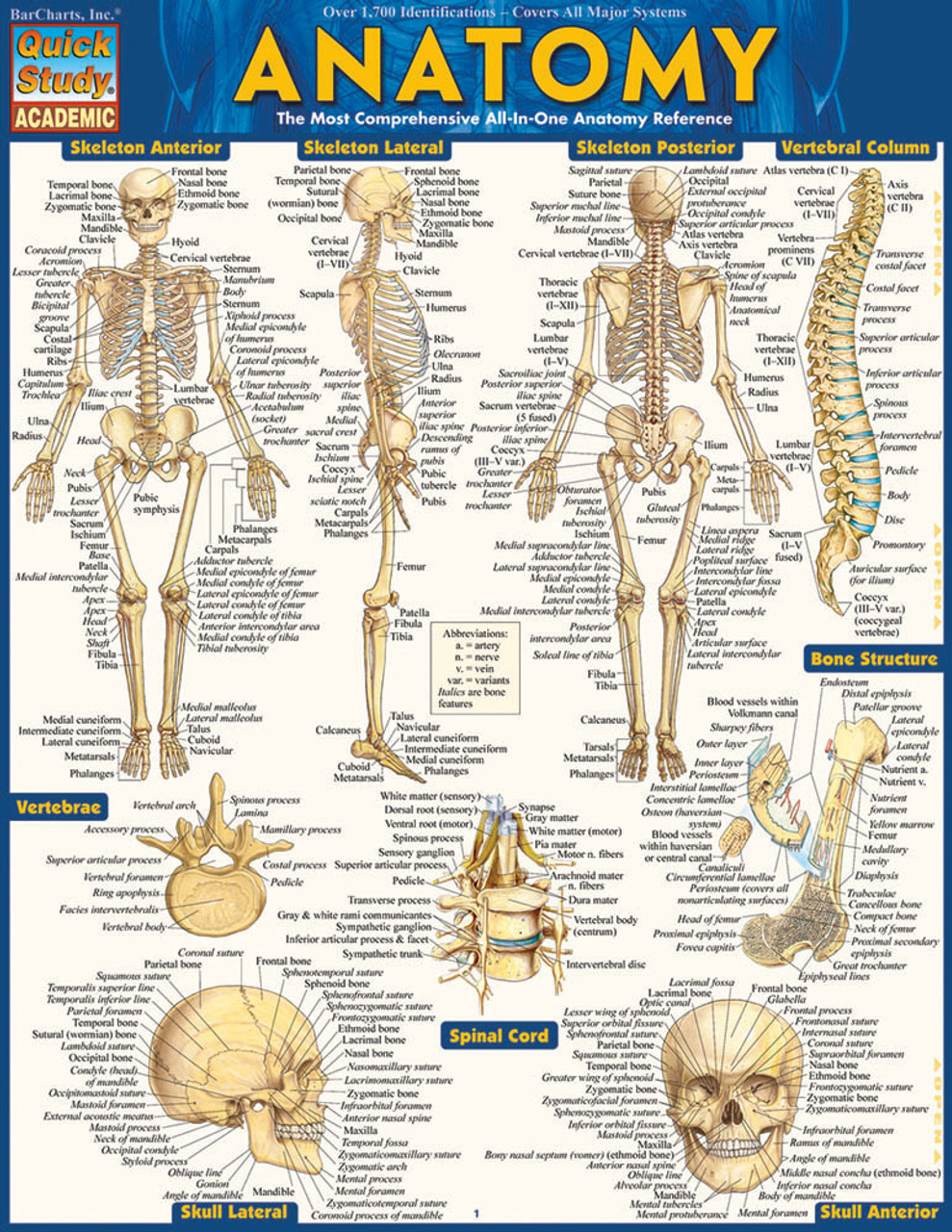 Anatomy Chart - Clinical Charts and Supplies