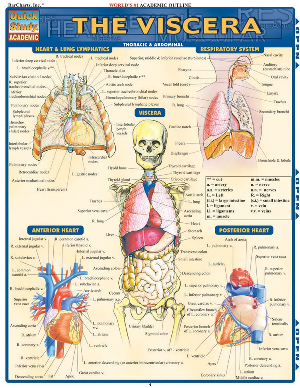 Viscera Anatomy Poster Clinical Charts and Supplies