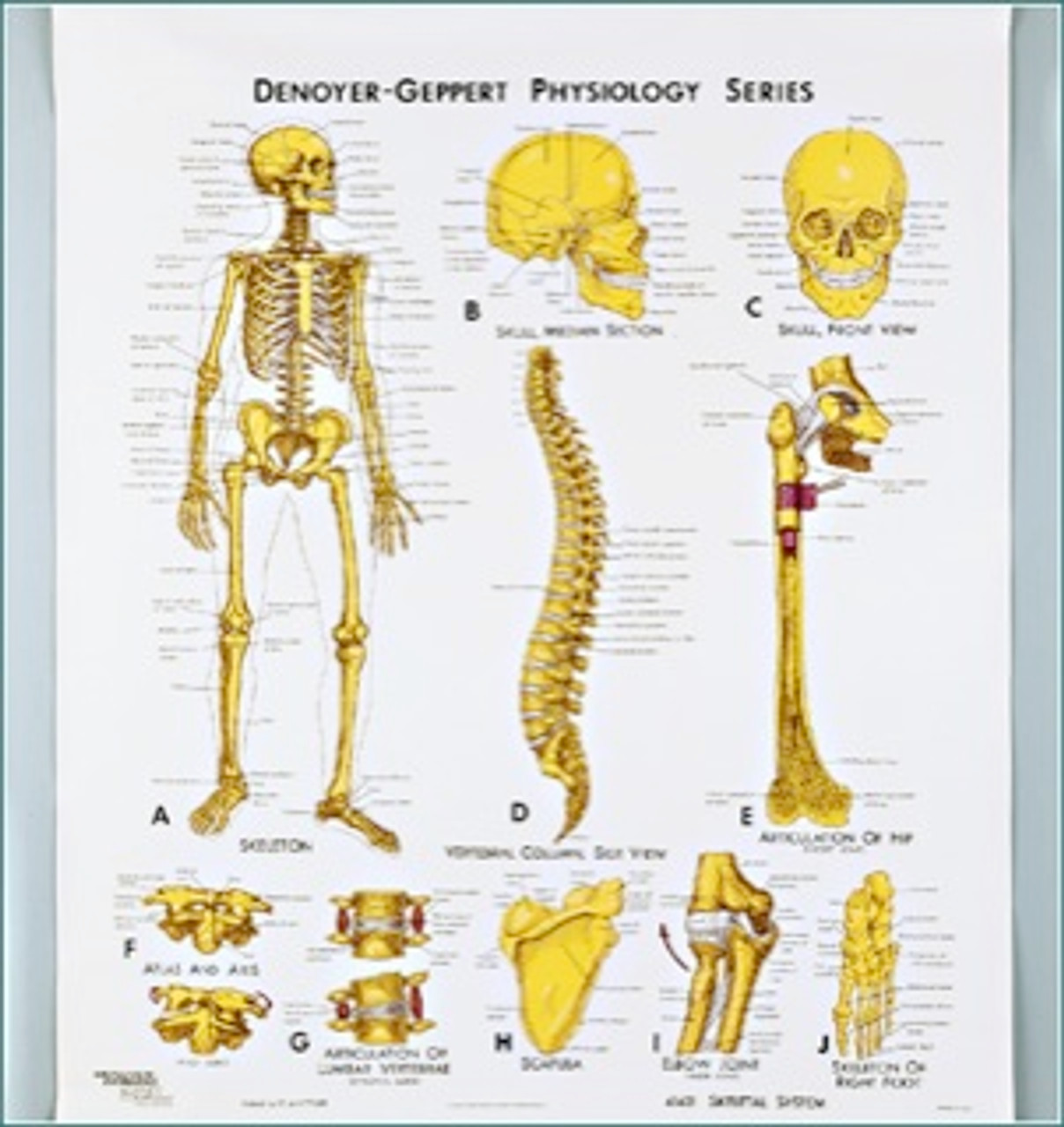 Skeletal System Anatomical Chart