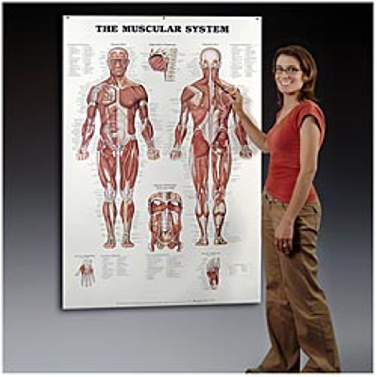 Anatomy Chart Muscular System