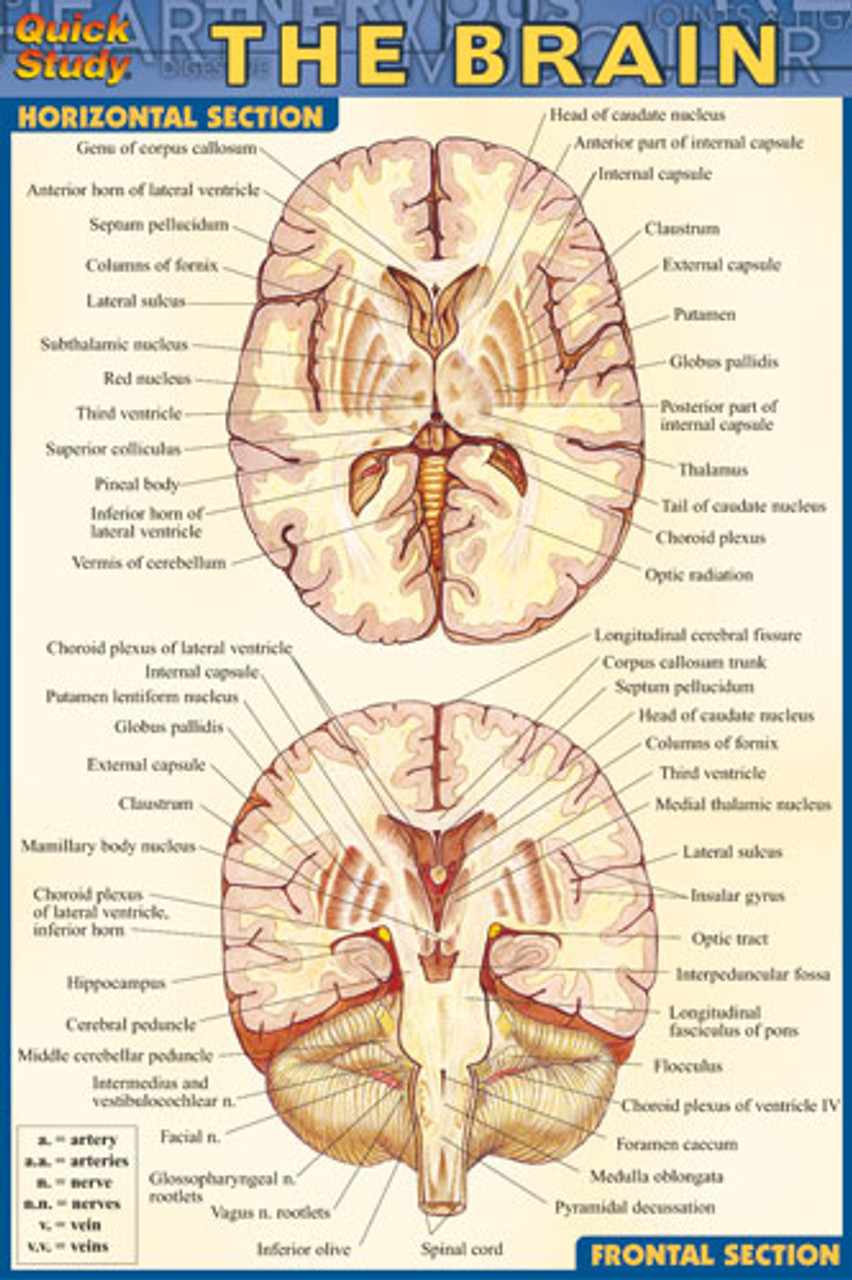 Brain Chart