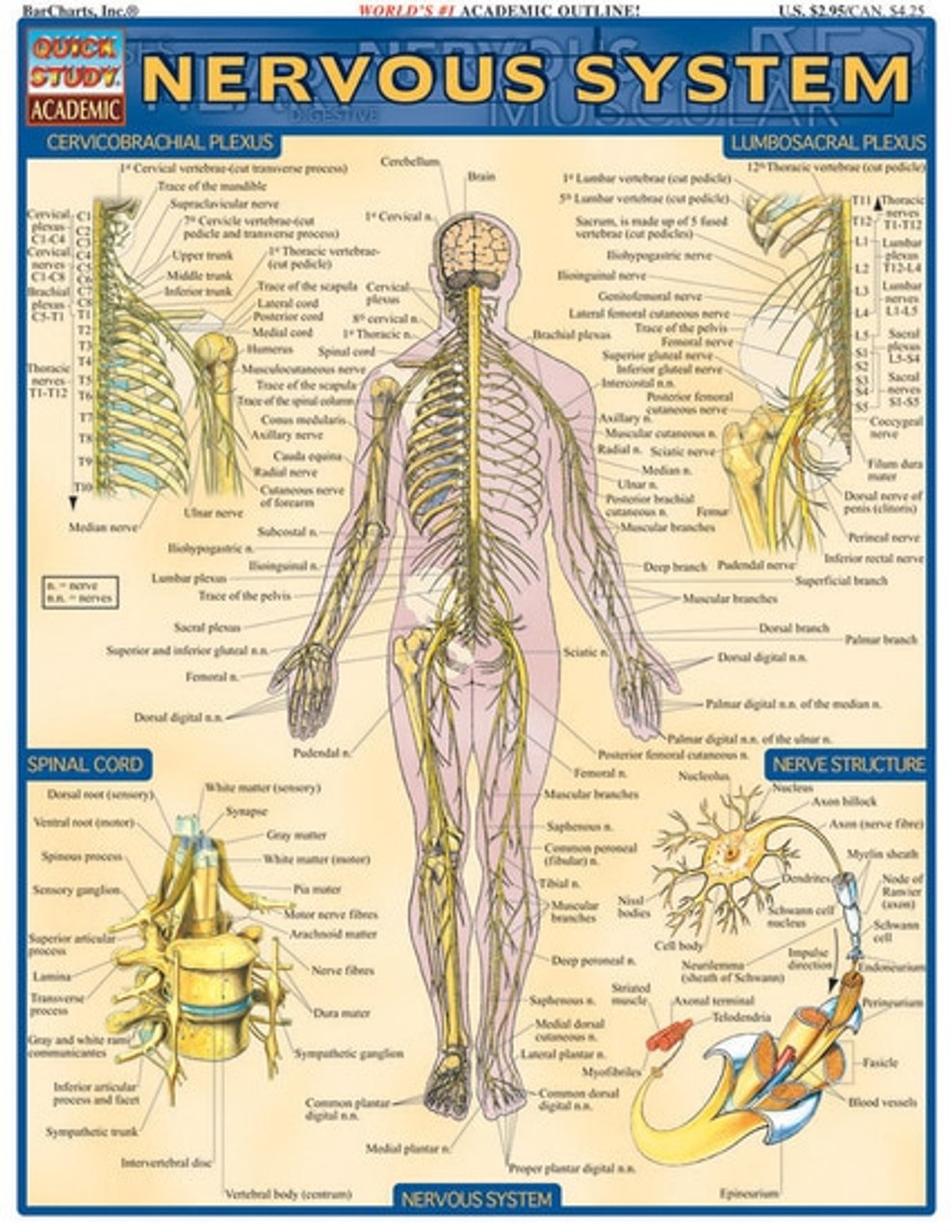 Chiropractic Nervous System Chart