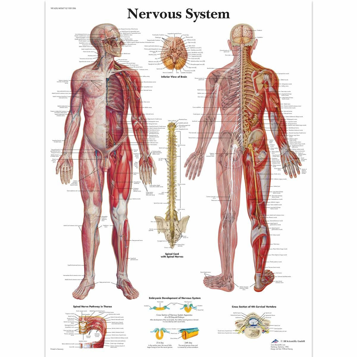 健康・医学 The Anatomy of the Nervous System Nervous System Anatomy Chart - Clinical Charts and Supplies