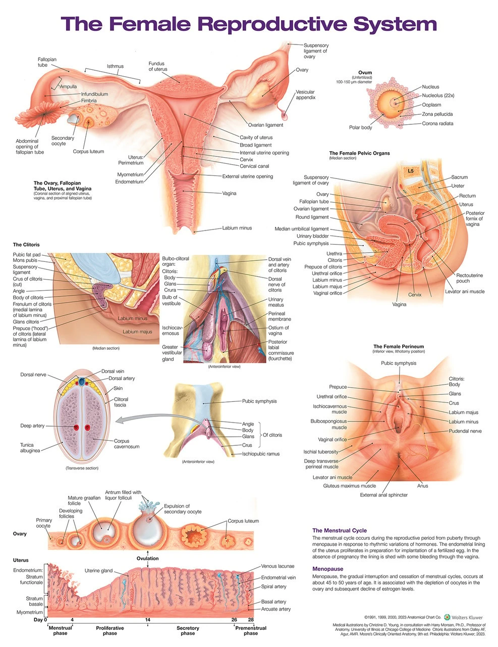 Female Reproductive System