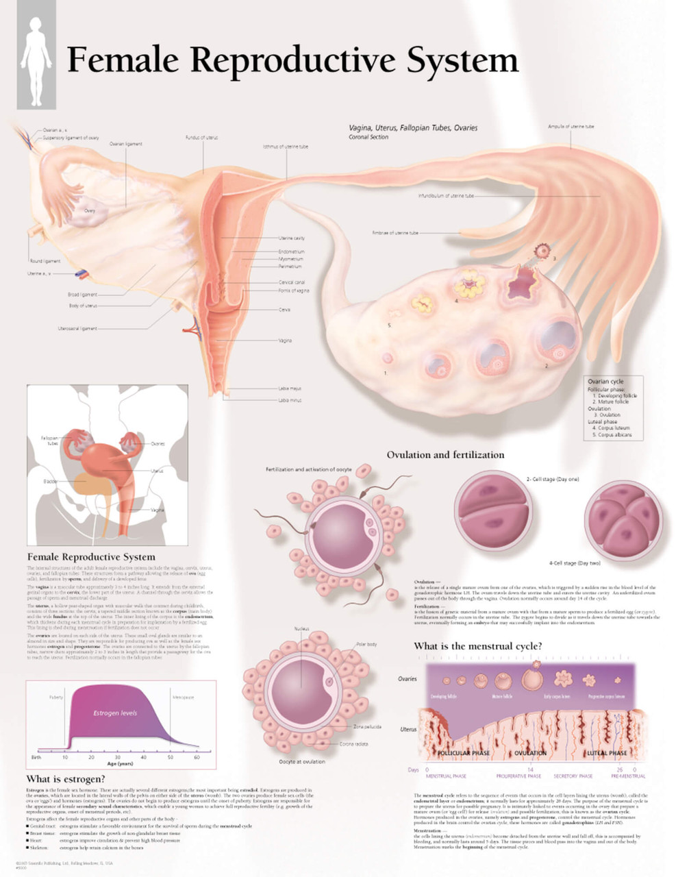 Female Reproductive System Anatomical Poster