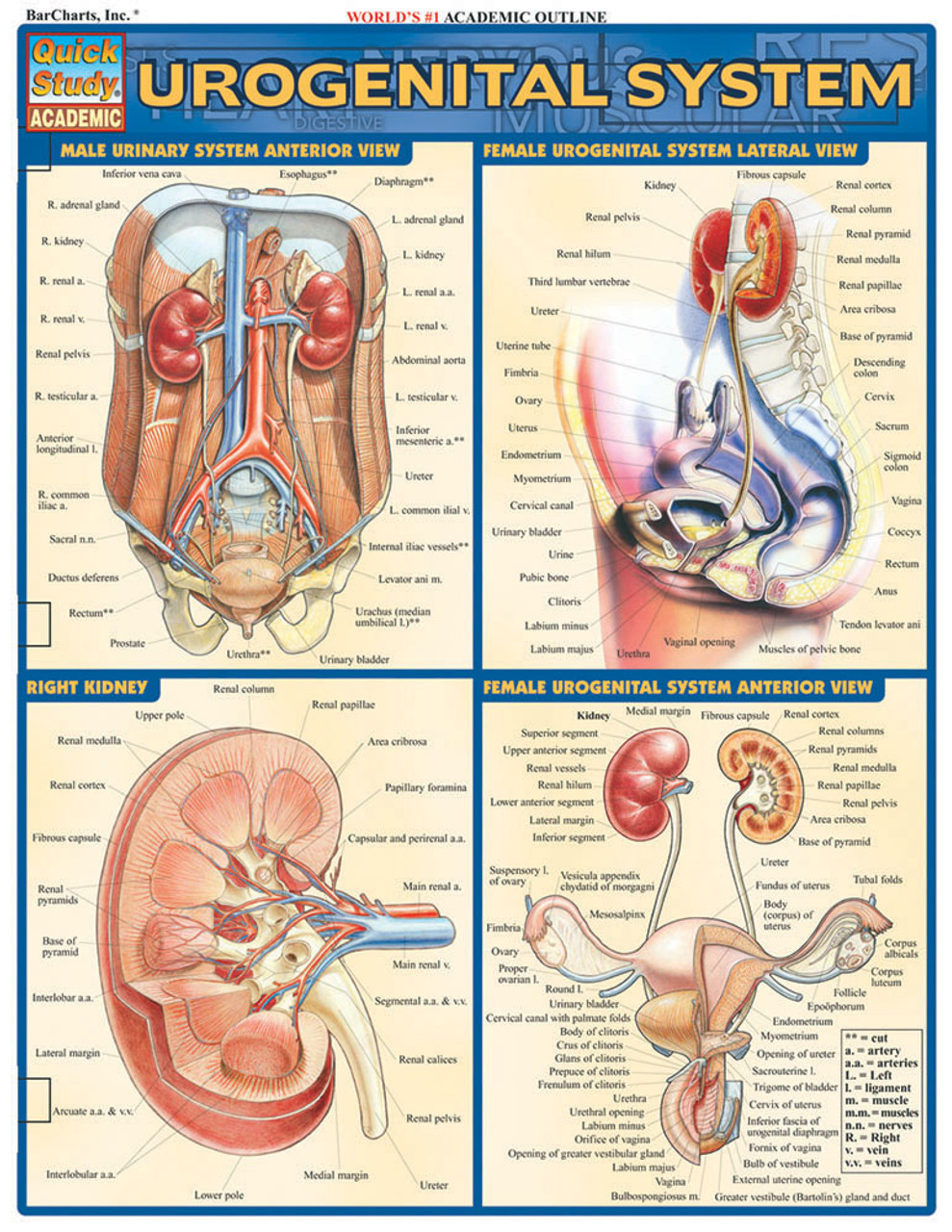 Urogenital System Anatomy Chart
