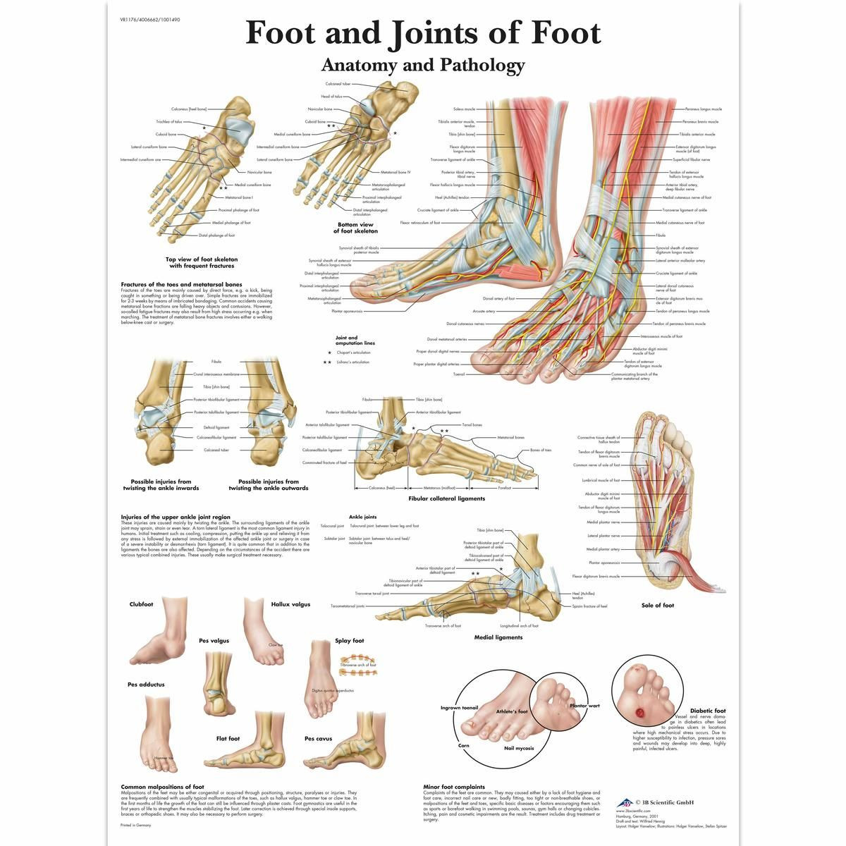 Foot and Ankle Poster