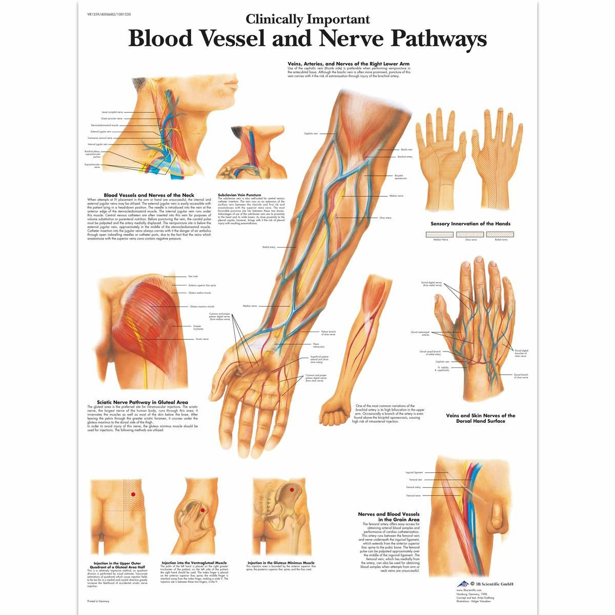 Blood Vessel & Nerve Pathways Poster