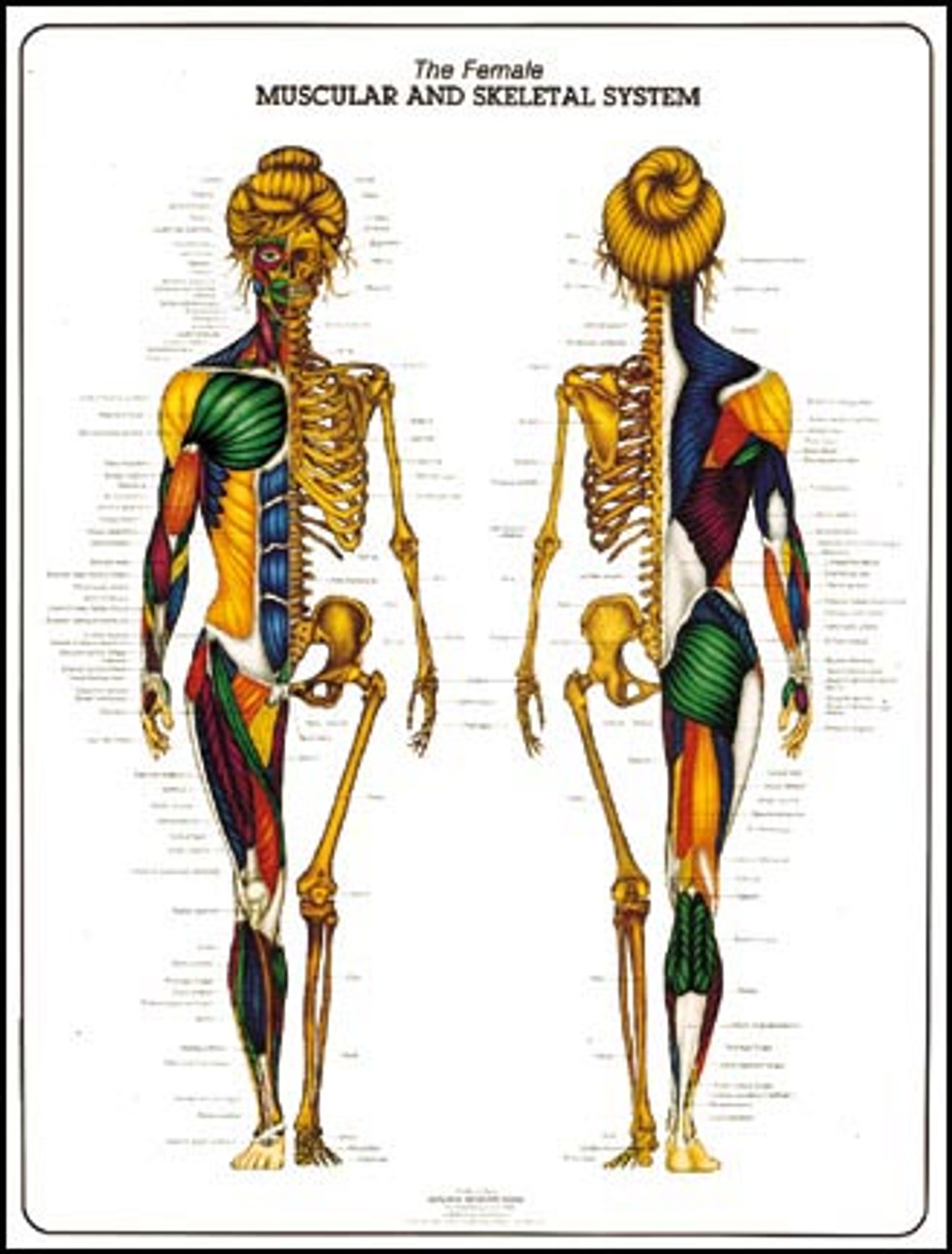 Anatomy Posters Muscle Charts