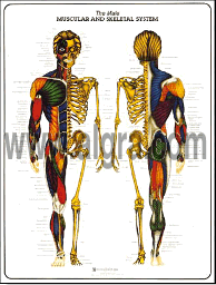 Male Muscular & Skeletal  Poster