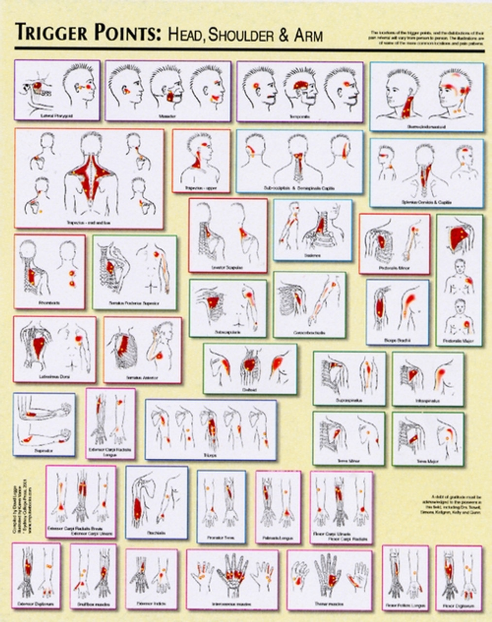 Trigger Points Chart