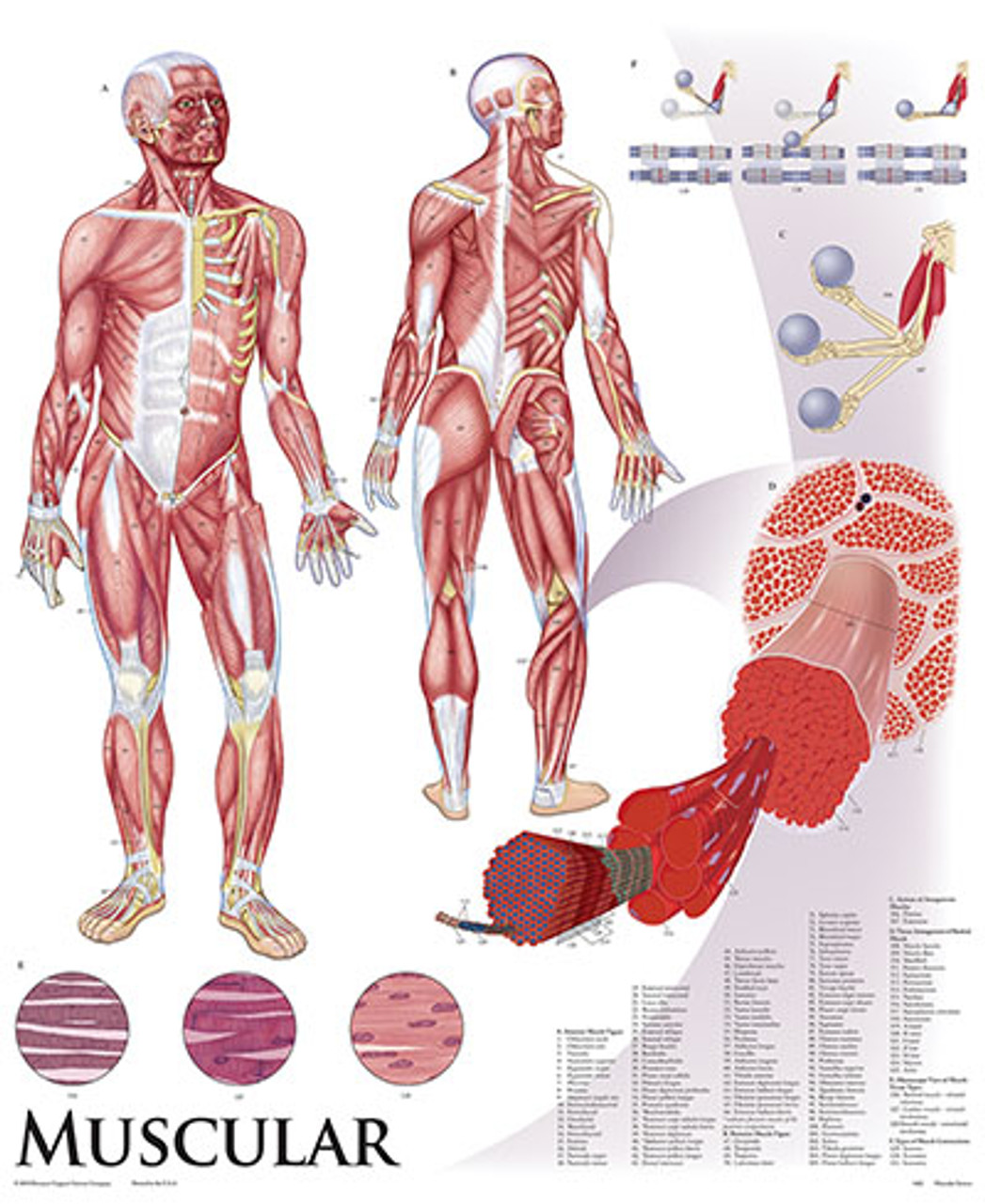Large Muscular System Chart