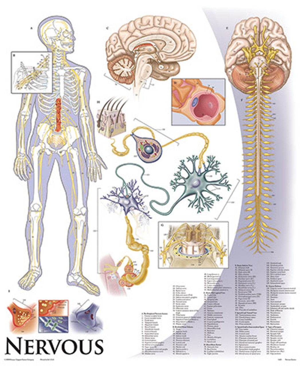 Human Physiology Anatomy Chart Series With Tripod Base Clinical