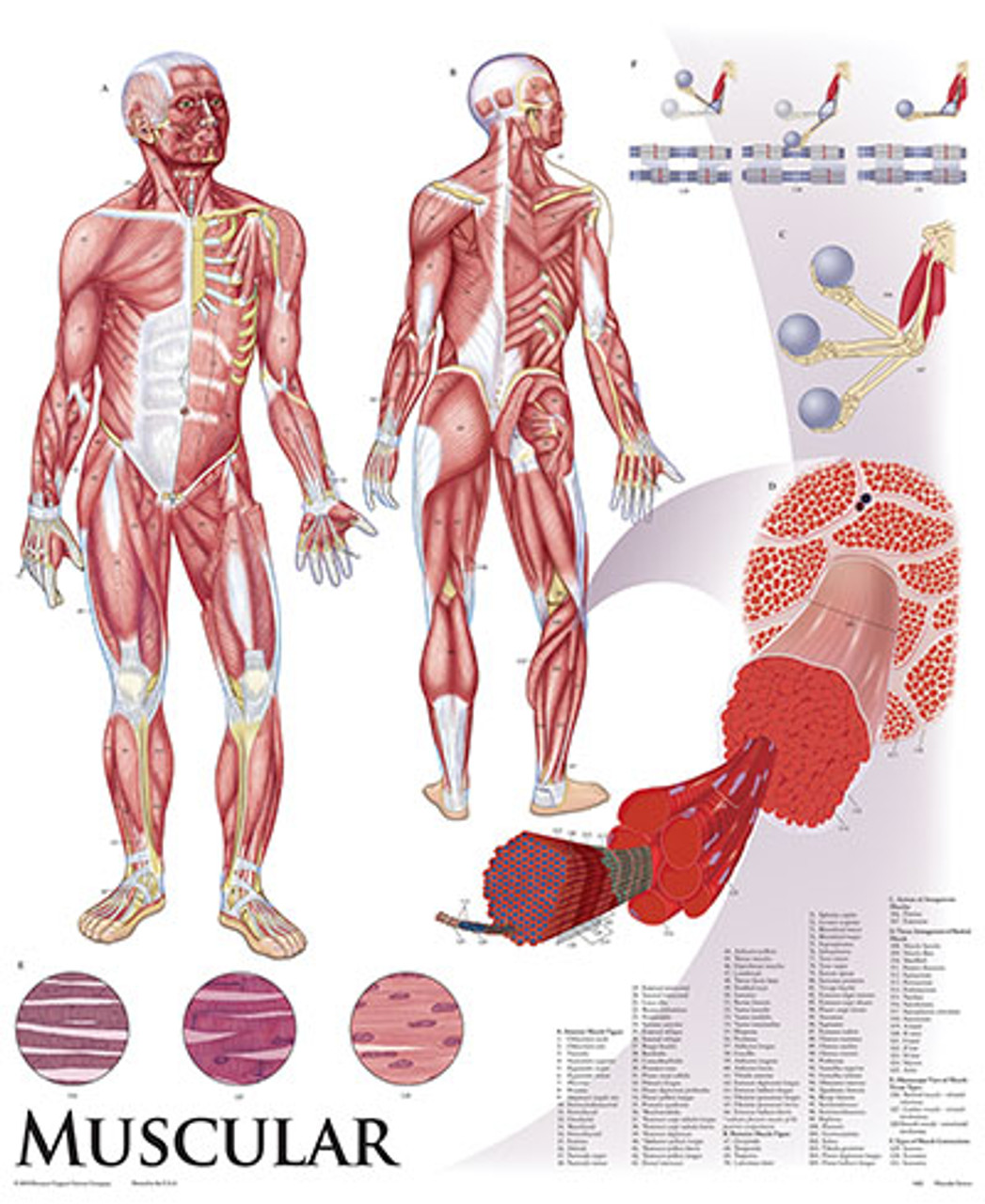 Anatomical Chart Of The Human Body