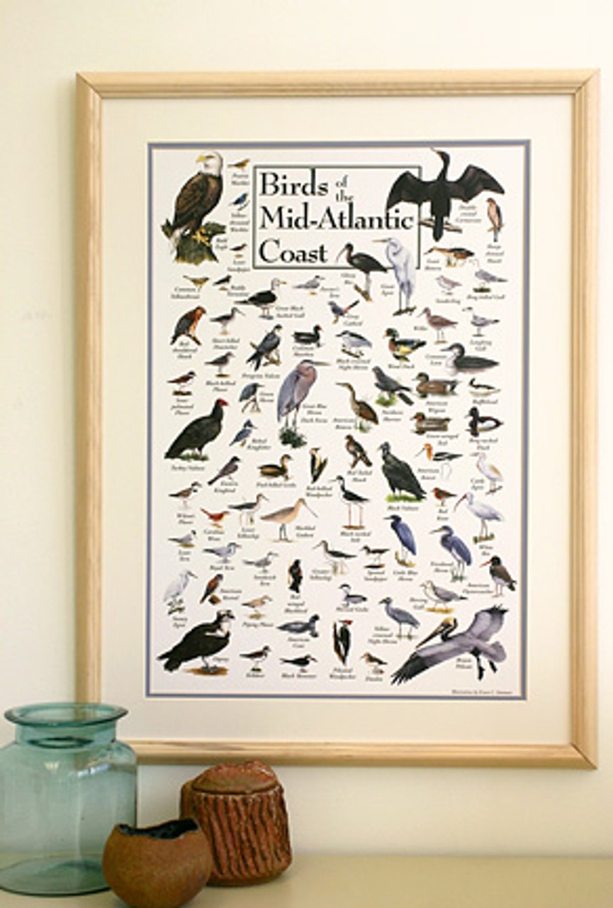Birds of the Mid-Atlantic Coast Poster