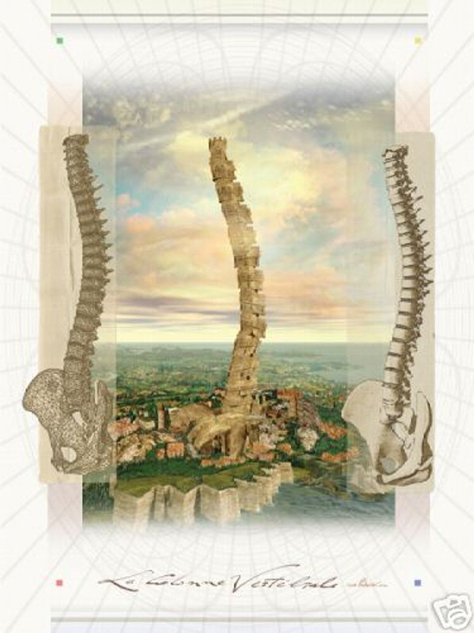 Spine and Pelvis Anatomical Poster