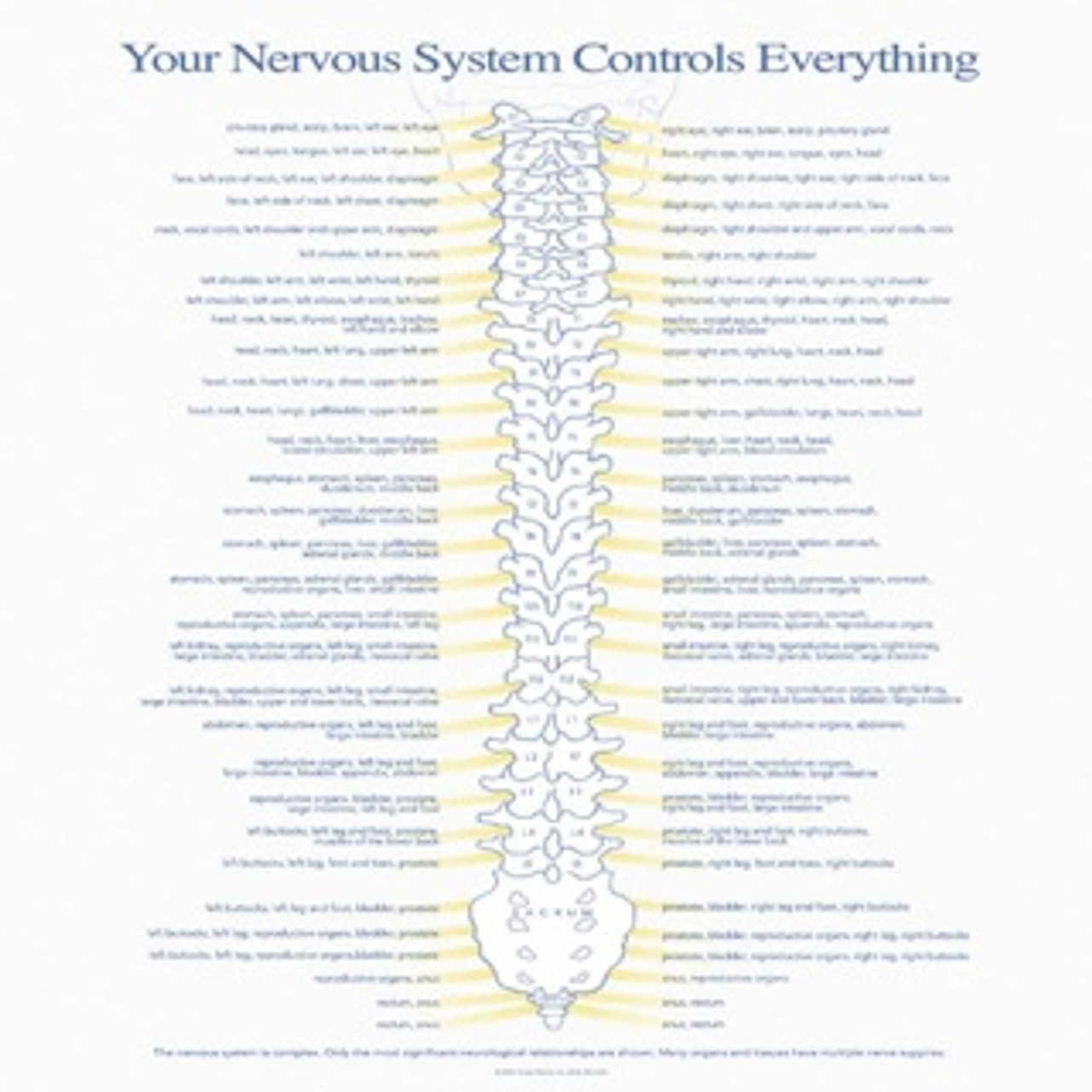 Chiropractic Nerve Chart Poster