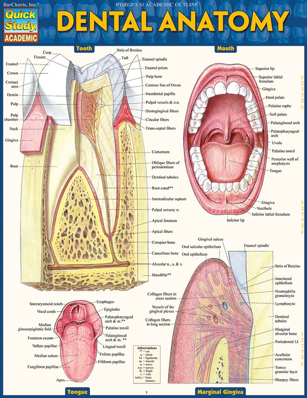 Anatomy Charts And Posters