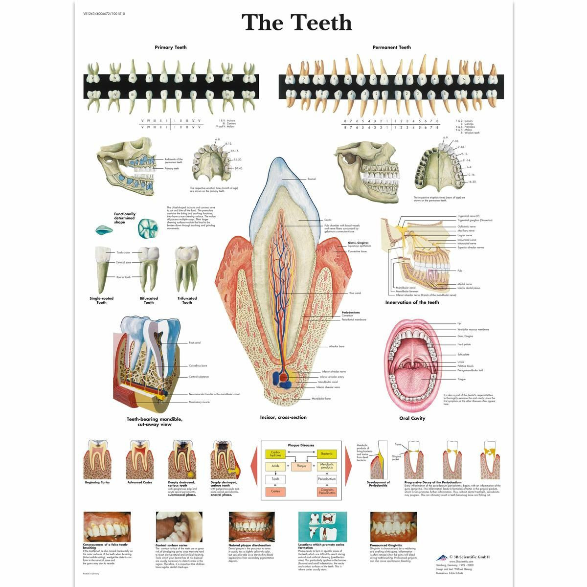 Teeth Anatomical Chart