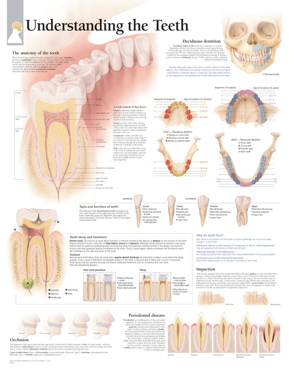 Teeth Poster