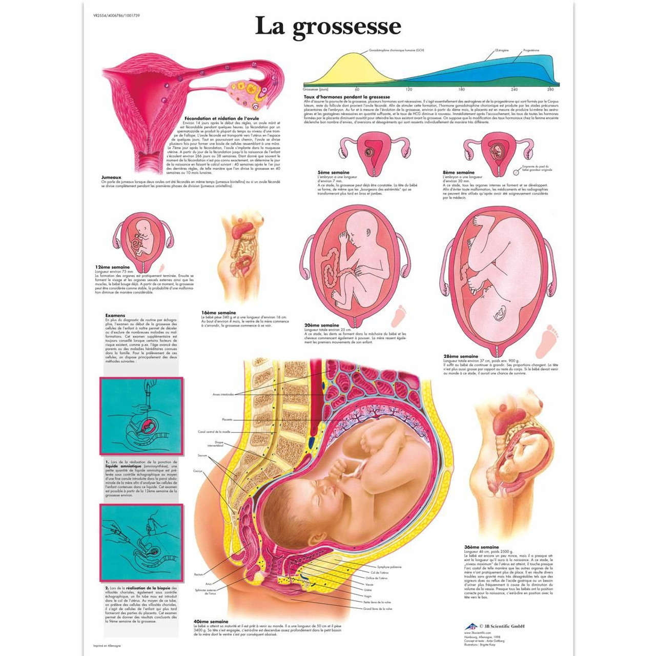 La grossesse Chart