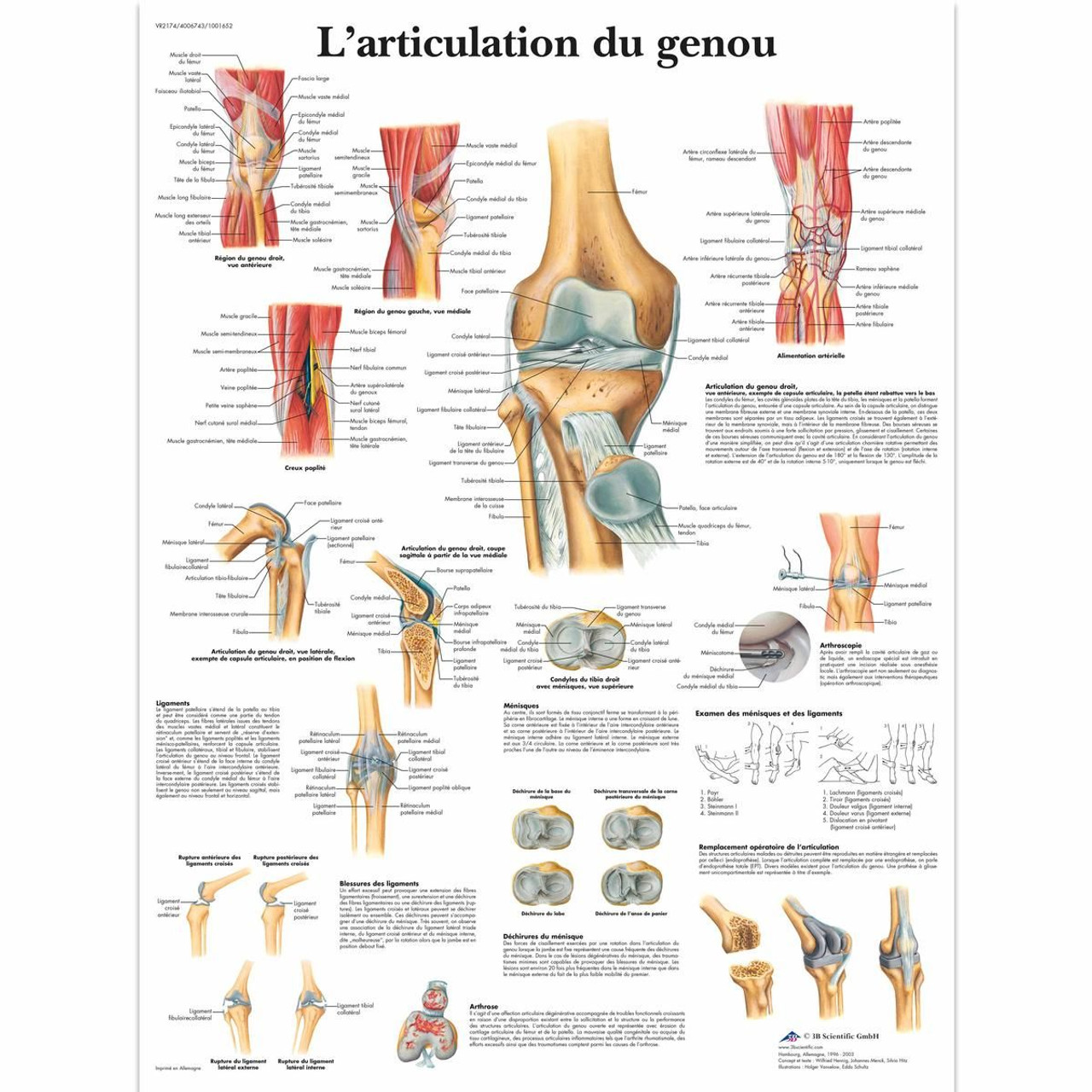 L'articulation du genou Chart