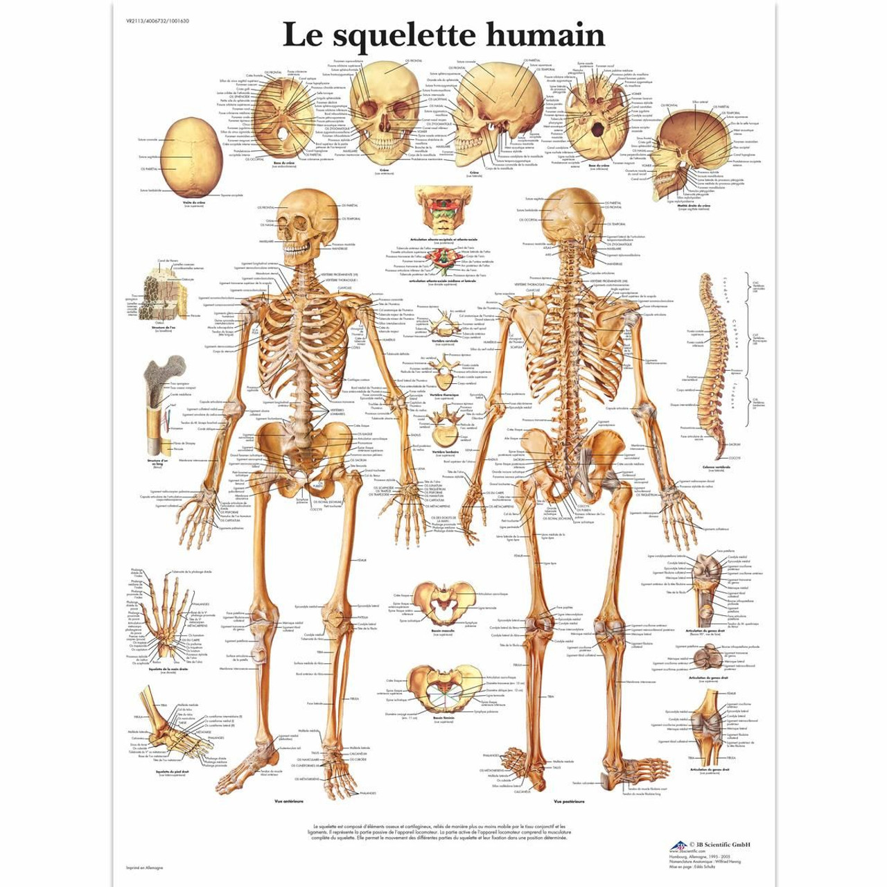 Le squelette humain Chart