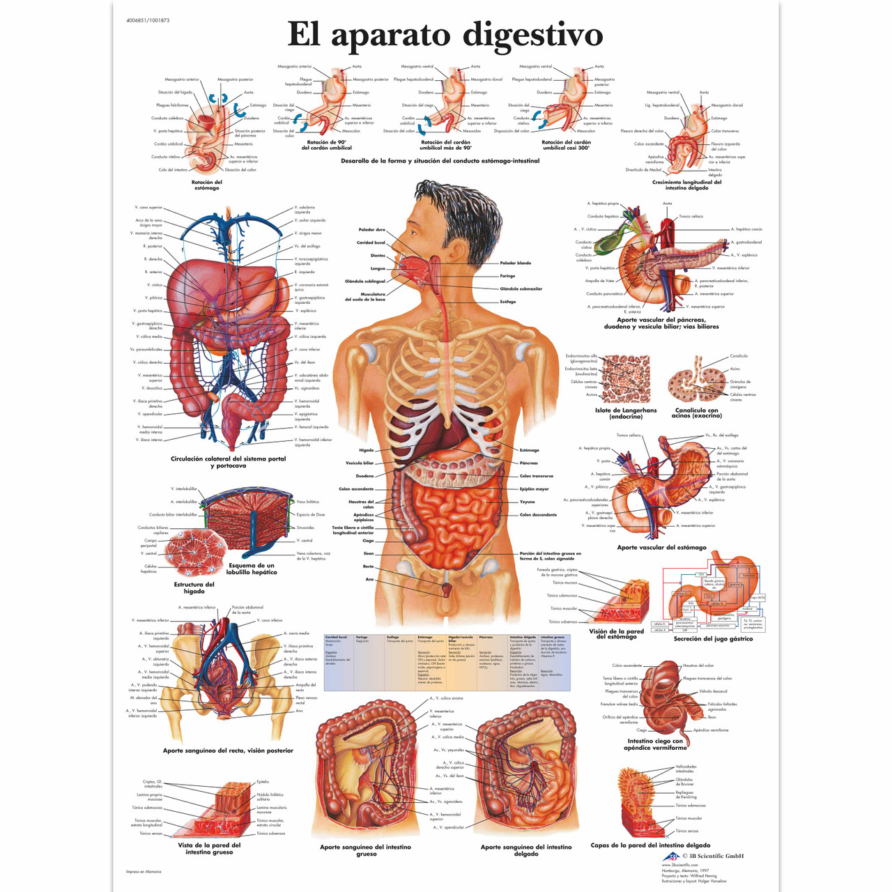 El aparato digestivo Chart