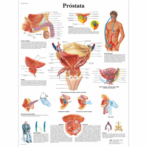 Próstata Poster