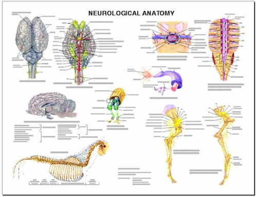 Equine Chart, Neurological Equine Chart, Neurological