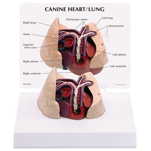 Canine Heart & Lung Heart Worm Anatomical Model Canine Heart & Lung Heart Worm Anatomical Model