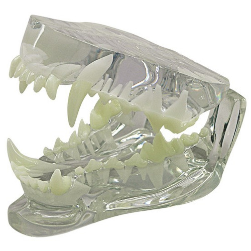 Canine Jaw Anatomical Model Canine Jaw Anatomical Model