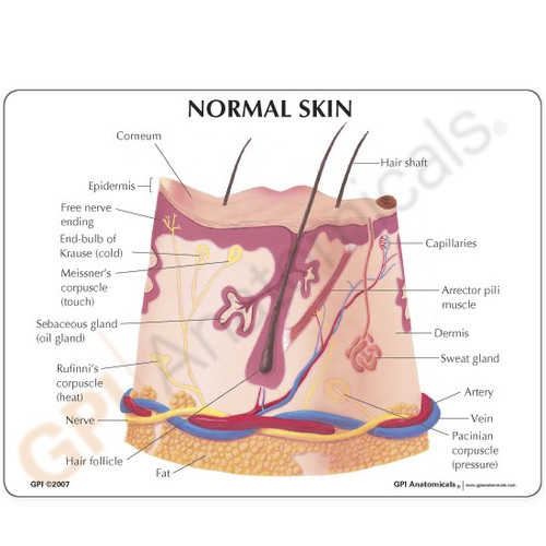 Skin Acne Model Description Card