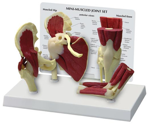 Muscled Joint Set (Mini) Model