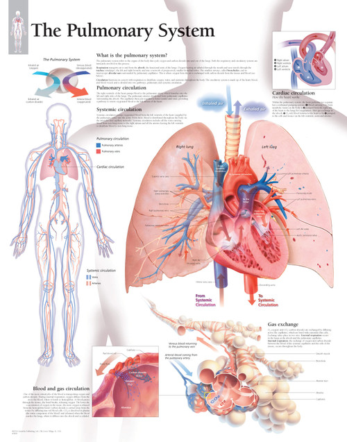 Pulmonary System Poster Pulmonary System Poster