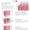 Digestive System Flip Chart